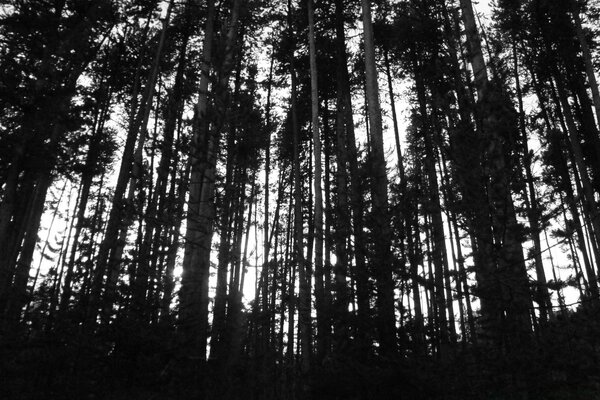 Foto in bianco e nero di alberi nella foresta