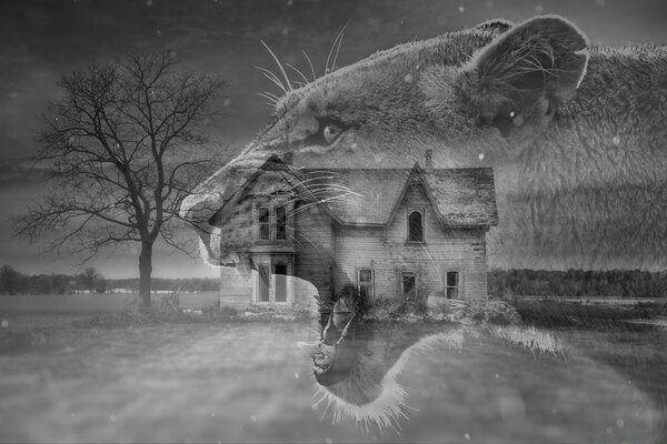 Foto in bianco e nero raffigurante inverno lince su sfondo casa e albero
