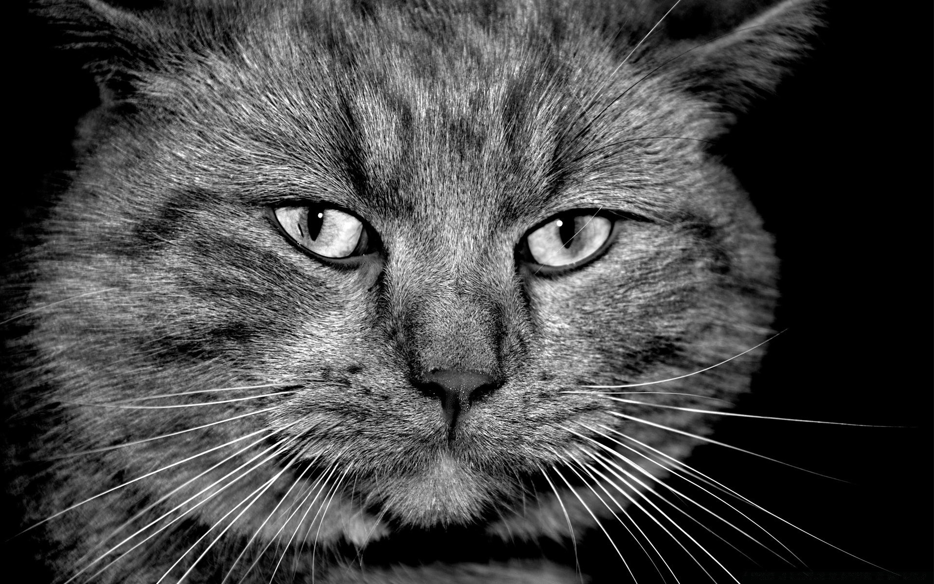 bianco e nero gatto ritratto pet carino mammifero animale pelliccia gattino lanugine domestico occhio testa capelli grigio vista