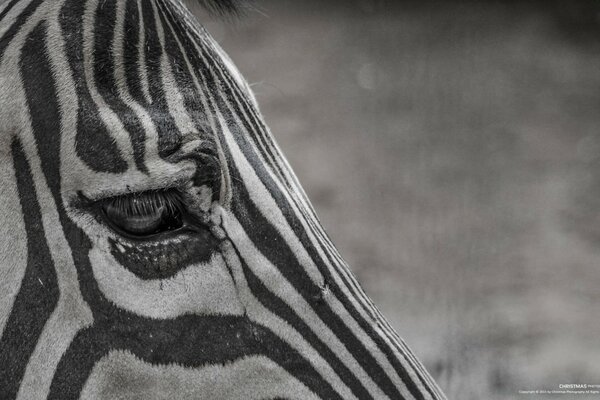 Una zebra triste cerca la sua casa