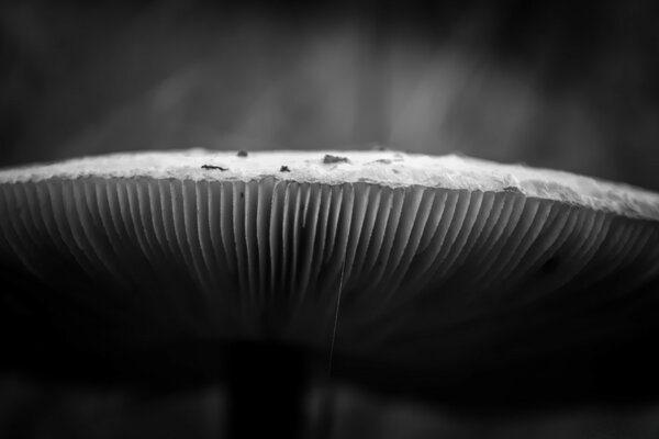 Fotografia macro cappello a fungo monocromatico