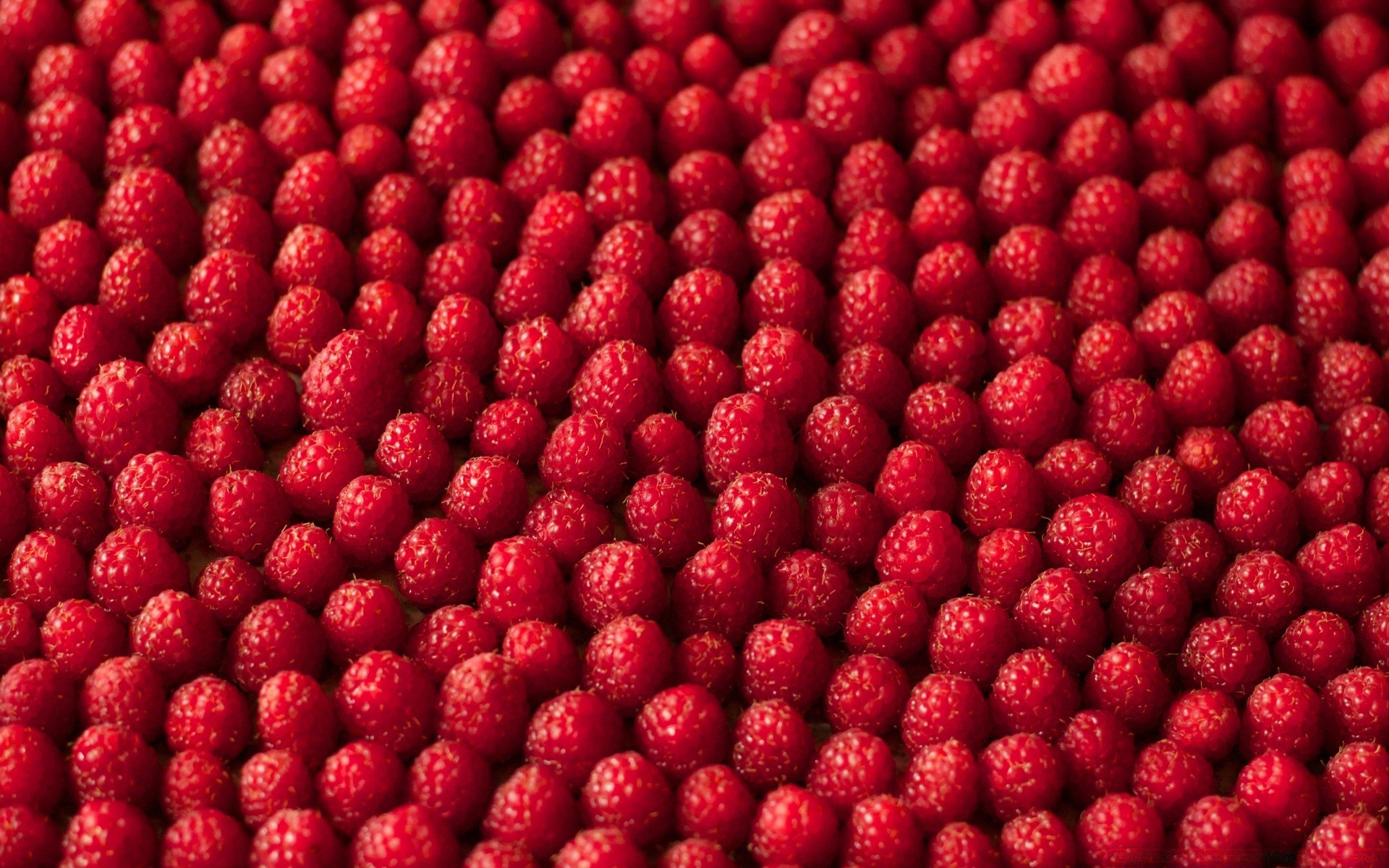cibo e bevande cibo frutta bacca sano succoso lampone dolce rinfrescante gustoso freschezza desktop dieta pasticceria partito delizioso primo piano crescere