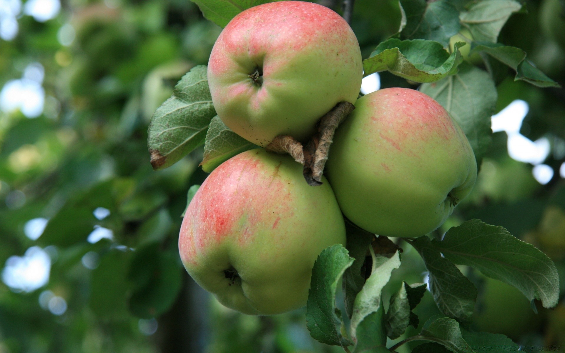 frutta mela cibo natura foglia sano succosa salute pasticceria giardino pascolo cibo delizioso crescere albero autunno ramo raccolto dieta