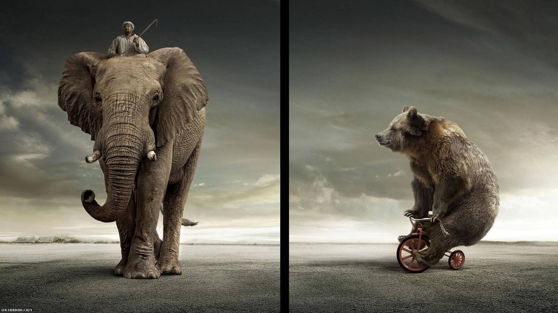 mammifero animale elefante uno fauna selvatica due ritratto