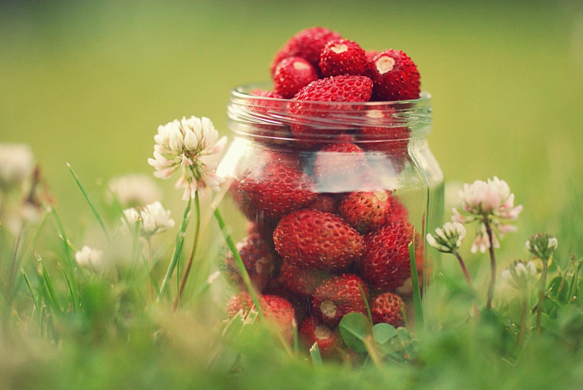 bacche frutta estate natura cibo fragola bacca foglia giardino pascolo sano primo piano