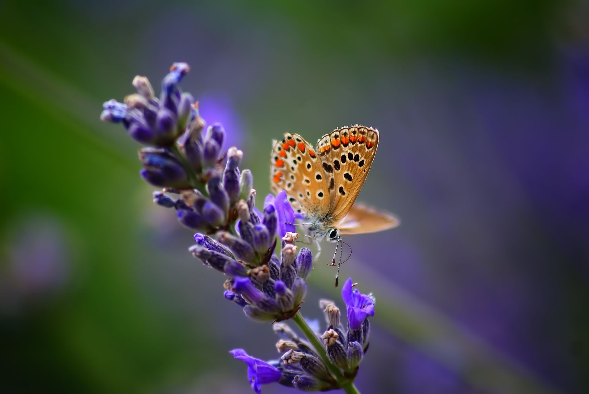insetti farfalla natura fiore insetto estate flora all aperto foglia giardino lavanda