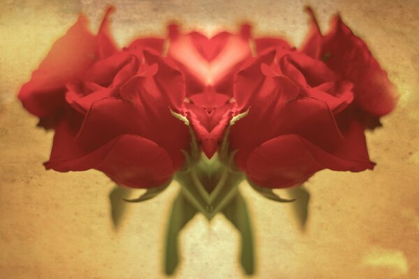 Fiori. Rosa. Amore. Rosso