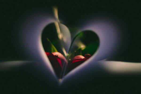 Fiore della vita cuore della vita