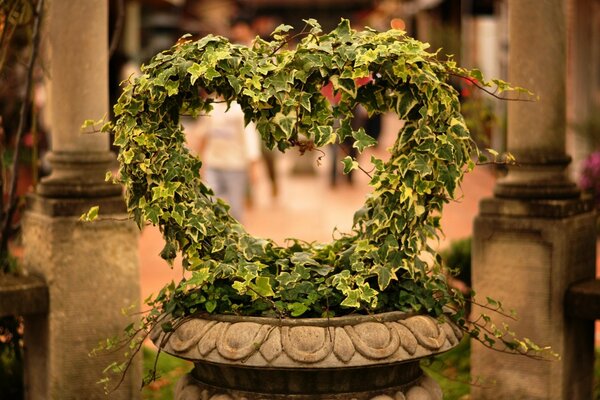 Fiore a forma di cuore