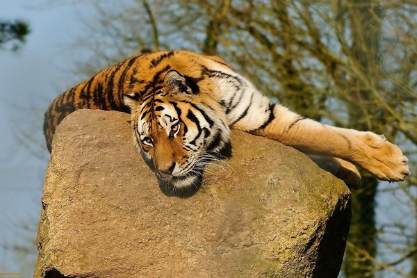 Fotografia di animali selvatici con una tigre sdraiata