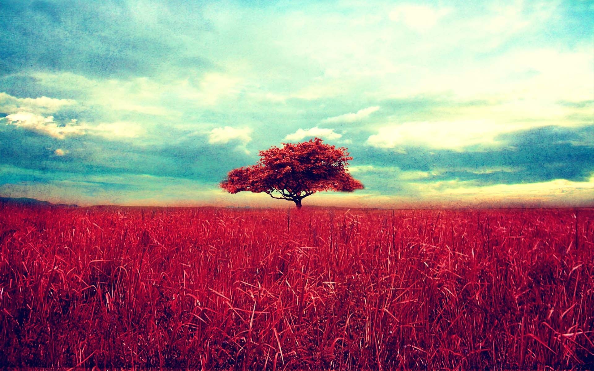 vintage campo paesaggio cielo natura agricoltura rurale fattoria estate crescita tramonto pascolo all aperto luminoso sole stagione alba terra coltivata cereali desktop