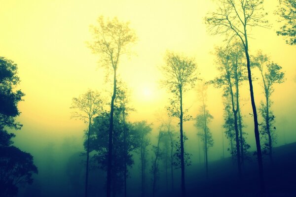 Alba e nebbia sugli alberi