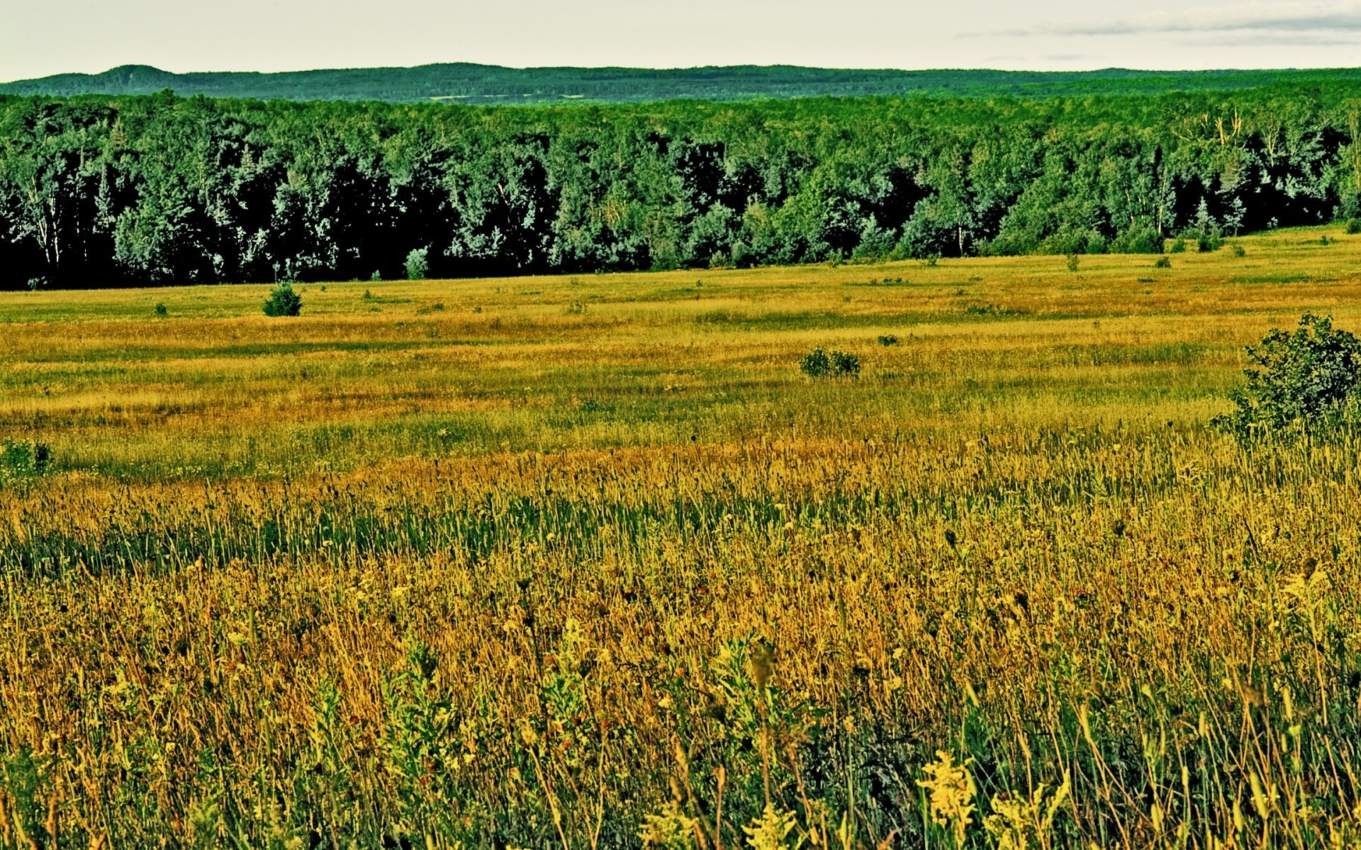 vintage paesaggio campo agricoltura rurale fattoria fieno natura estate paese campagna flora erba all aperto stagione cielo raccolto crescita scenico pascolo