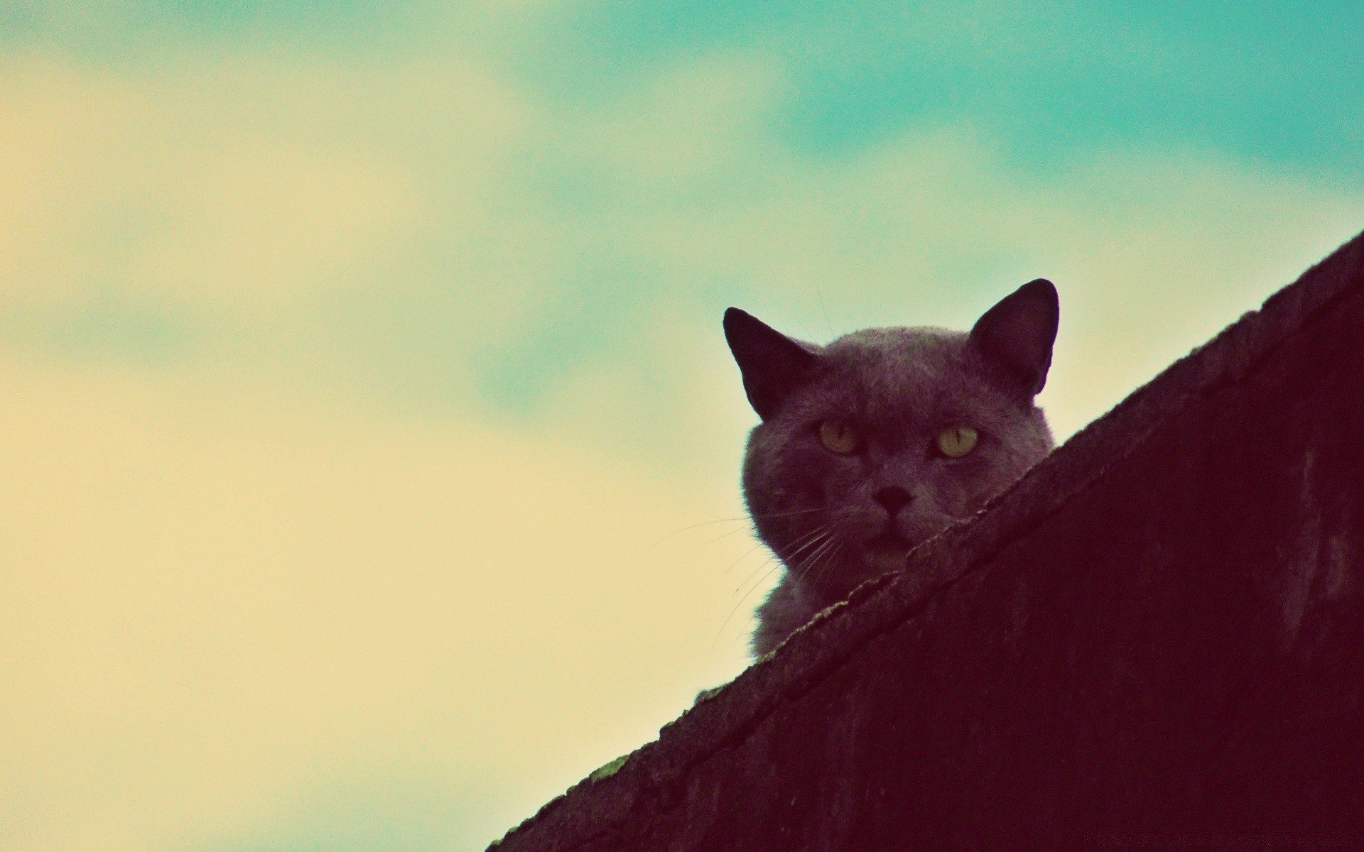 vintage mammifero gatto animale singolo ritratto pet natura all aperto occhio fauna selvatica