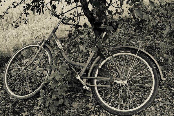 Bicicletta sotto il ciliegio