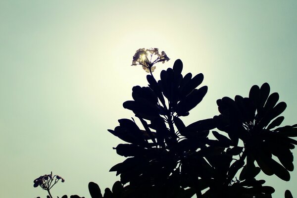 Fiore di campo fotografato contro la luce