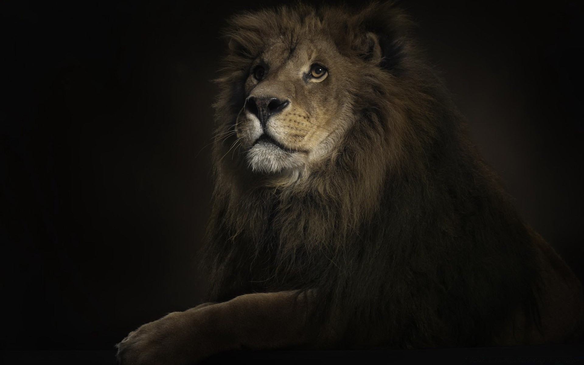 nero mammifero gatto ritratto leone fauna selvatica uno