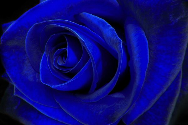 Rosa romantica blu per regalo