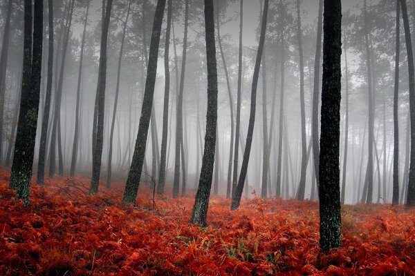 Alberi neri nella foresta nebbiosa con foglie arancioni
