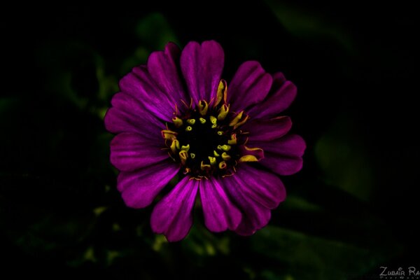 Fiore viola su sfondo nero