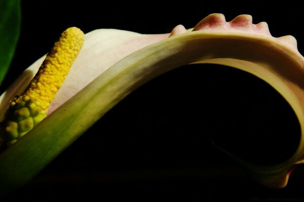 Fiori su Black Won decorazione