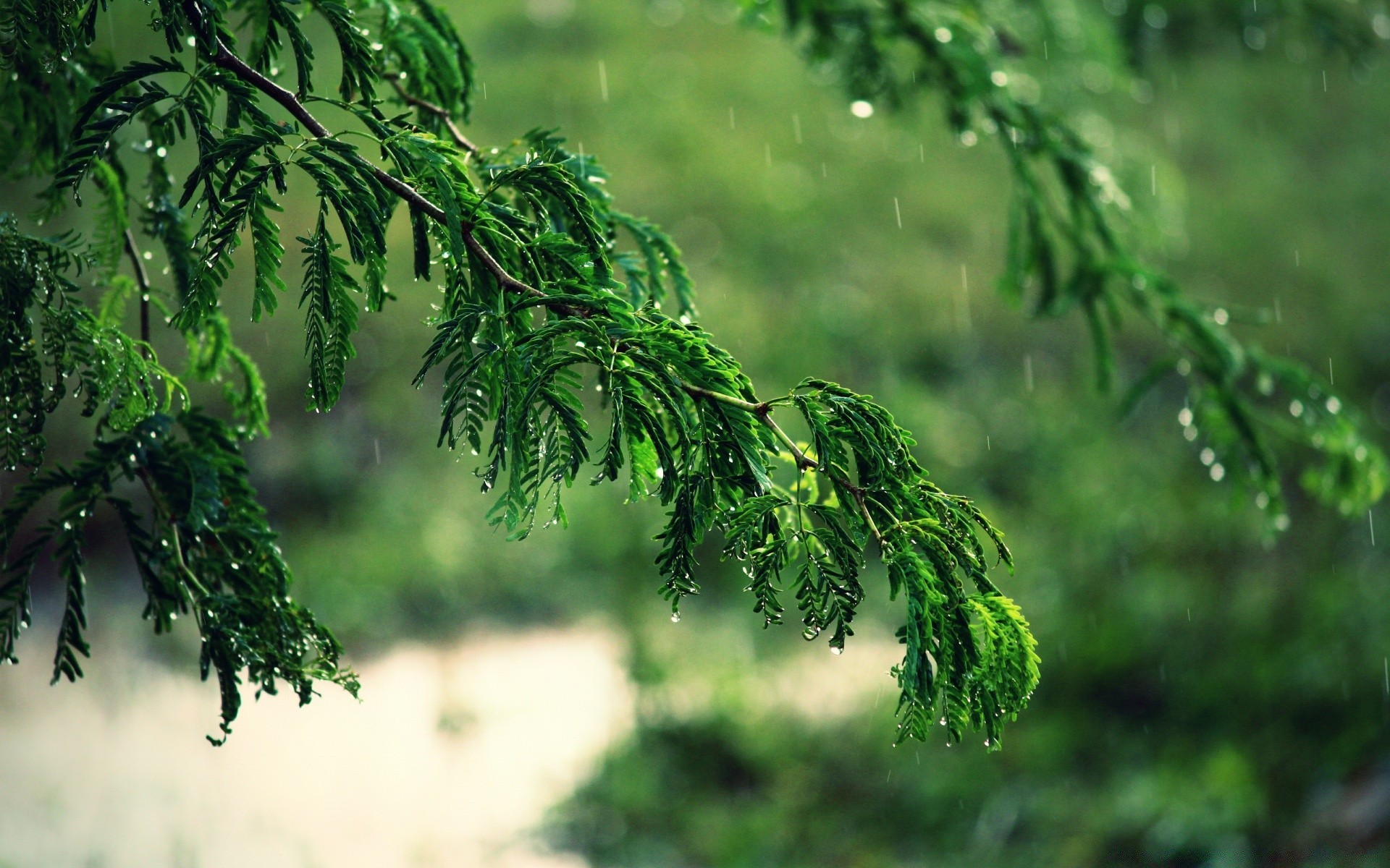 bokeh foglia natura albero flora ambiente all aperto crescita ramo estate legno giardino lussureggiante freschezza pioggia bel tempo erba luce del giorno luminoso colore