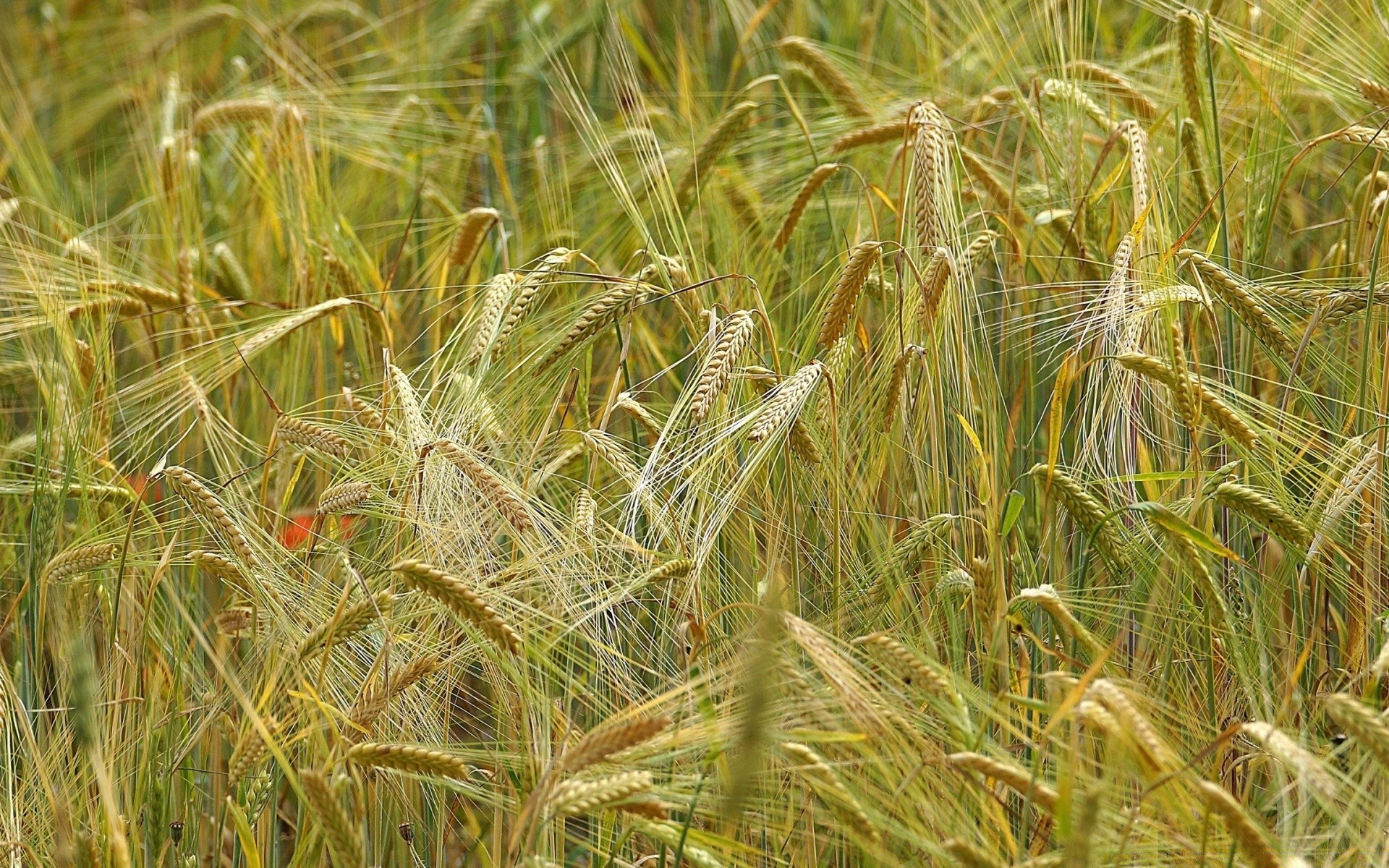 bokeh cereali rurale grano pascolo paglia campo raccolto seme pane fattoria oro agricoltura mais crescita campagna paese estate erba natura