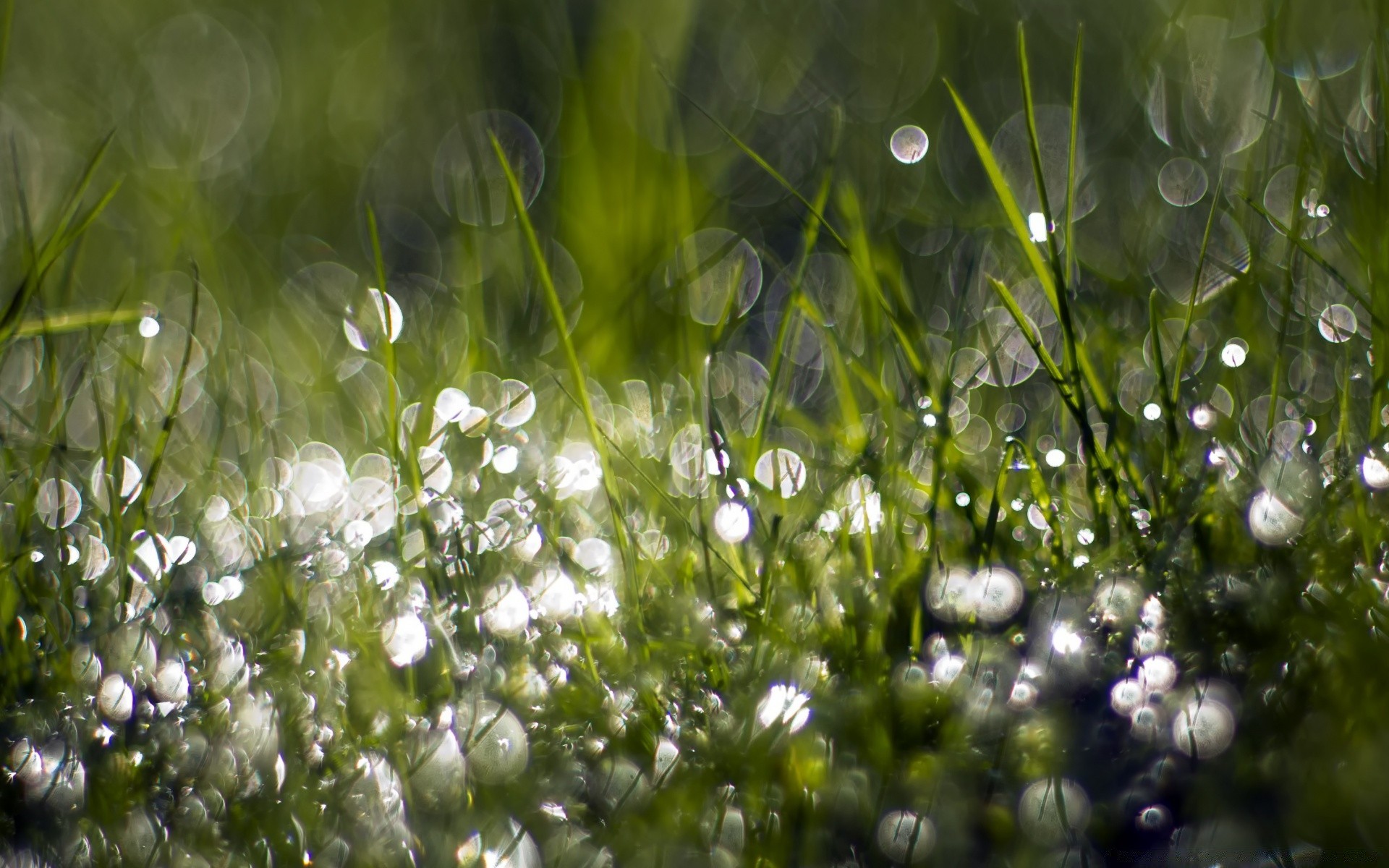 bokeh erba natura fieno flora estate campo ambiente giardino stagione caduta rugiada prato pioggia bel tempo freschezza sole alba crescita fiore colore