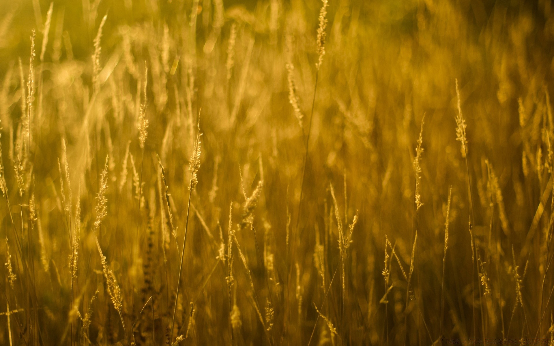 bokeh grano fiocchi rurale mais campo fattoria paglia pascolo raccolto pane crescita segale agricoltura oro seme sole campagna natura terreno agricolo orzo