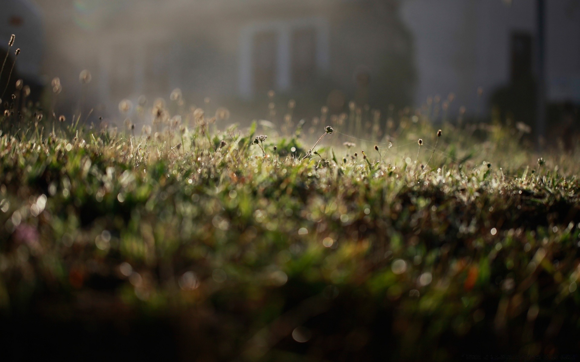 bokeh erba giardino campo natura crescita sfocatura fattoria paesaggio fiore estate sole flora alba pioggia agricoltura foglia luce suolo irrigatore terra
