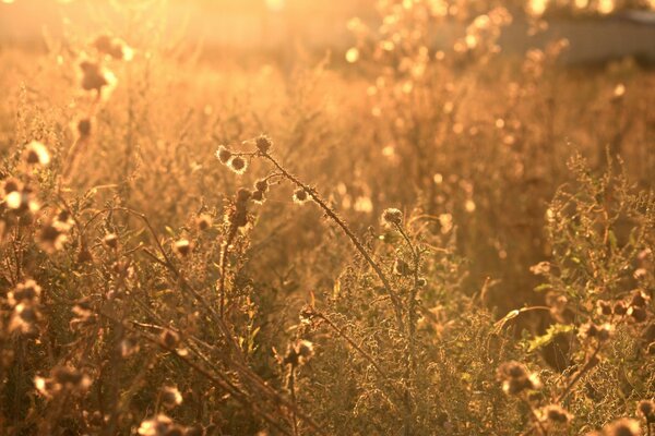Luce del mattino nei fiori di campo