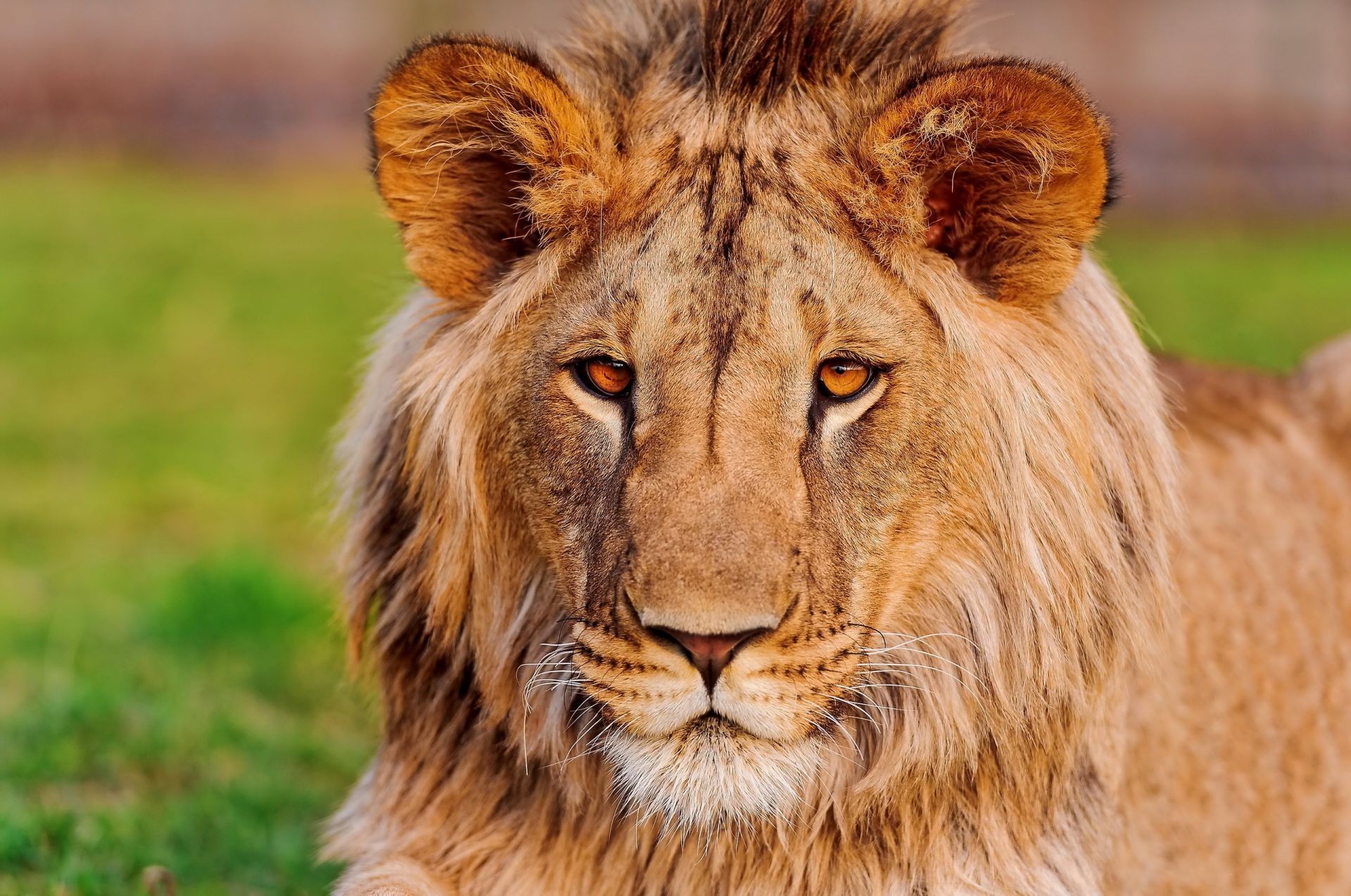 leoni animale fauna selvatica gatto mammifero predatore selvaggio leone mangiatore di carne natura pelliccia grande safari cacciatore erba ritratto mane pericolo zoo