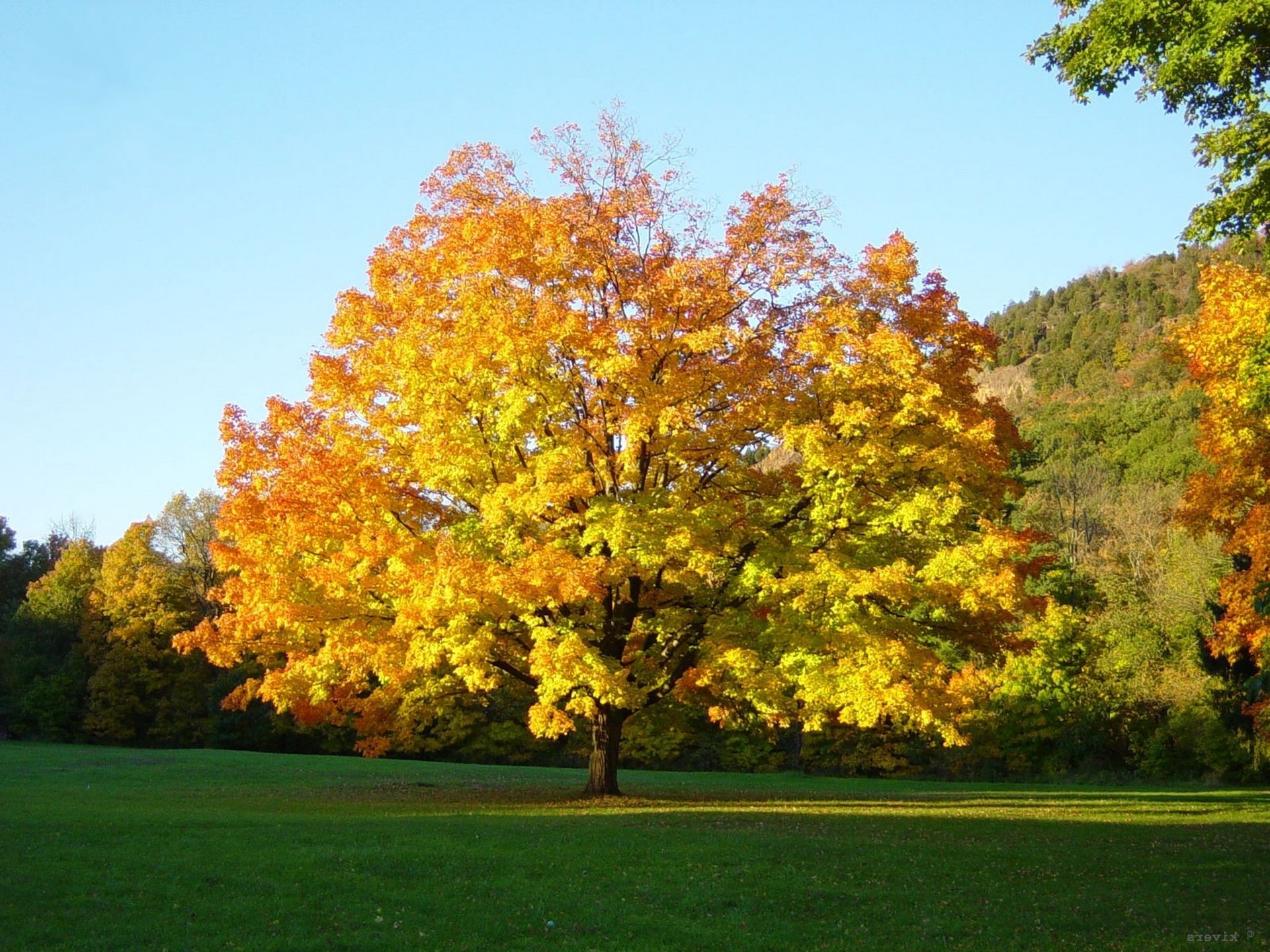 alberi autunno albero foglia paesaggio stagione acero parco natura all aperto legno scenico luminoso campagna luce del giorno lussureggiante bel tempo ambiente rurale ramo