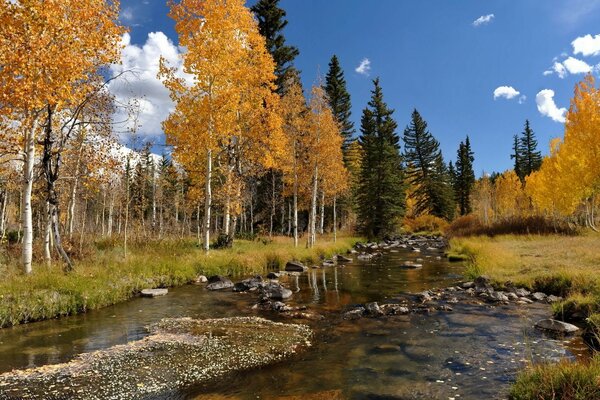 Betulle e alberi lungo il fiume