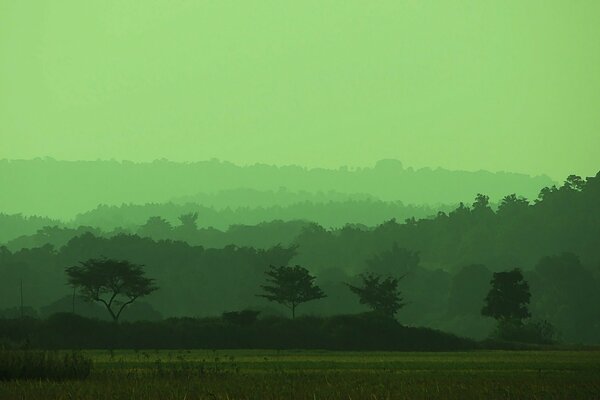 Campo verde nebbioso e alberi