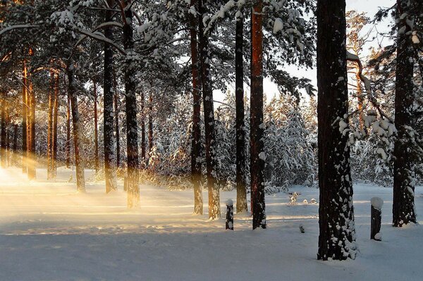 Foresta innevata paesaggio giorno gelido