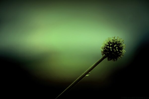 Biologia. Foto di alta qualità. Fiore