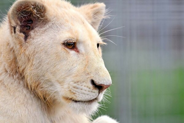 Tigre bianca che guarda in lontananza