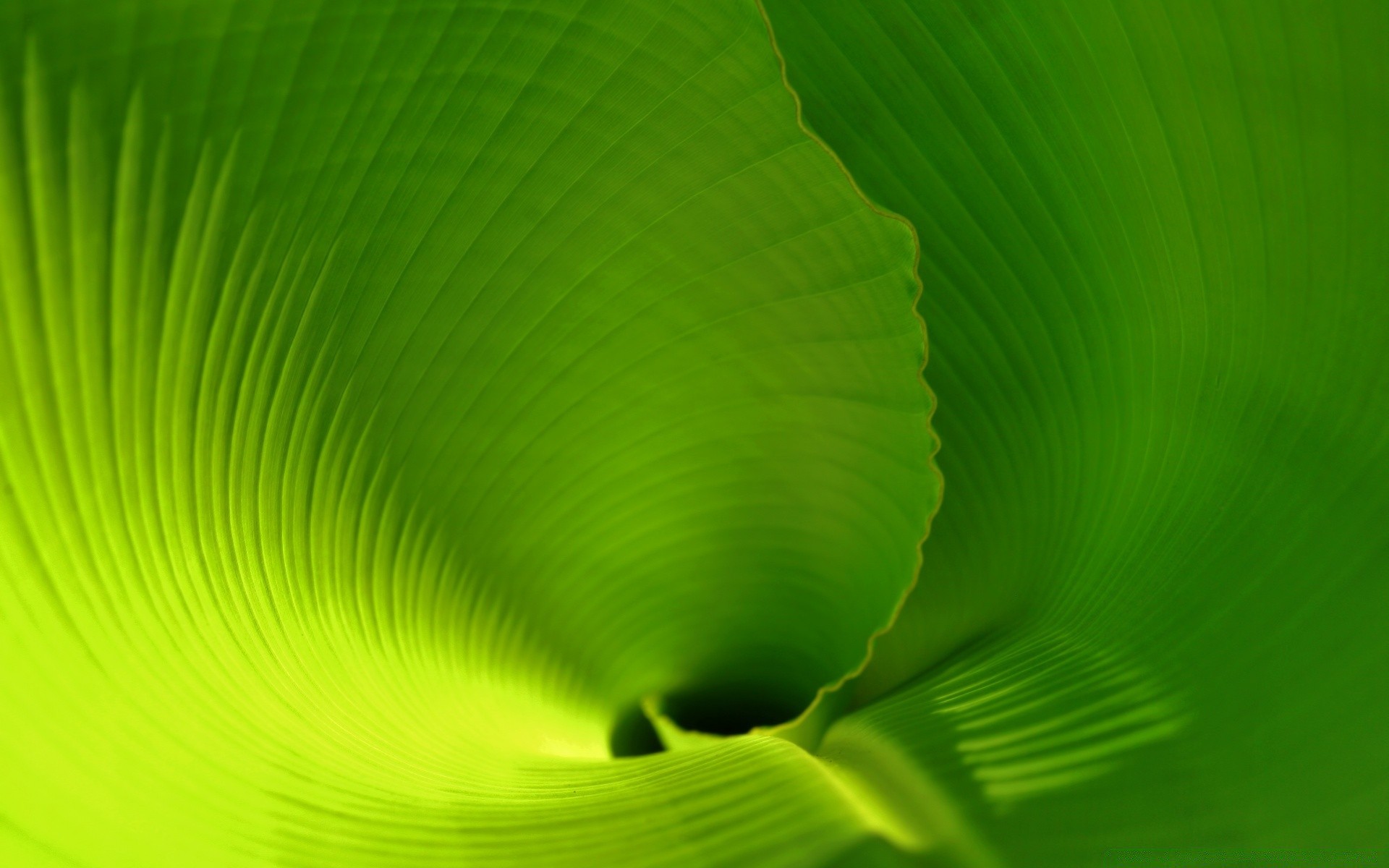 piante foglia astratto flora desktop luminoso colore struttura natura