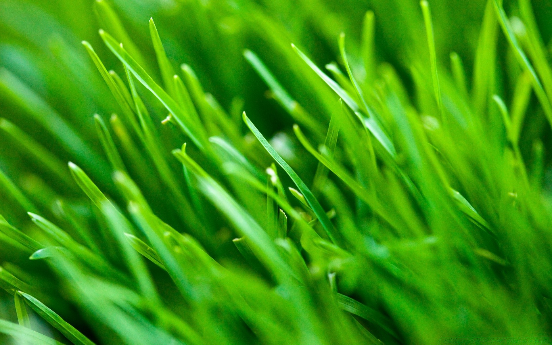 piante erba prato lussureggiante lama crescita flora erba di grano foglia giardino fieno tappeto erboso ambiente rugiada freschezza natura cortile ecologia campo caduta