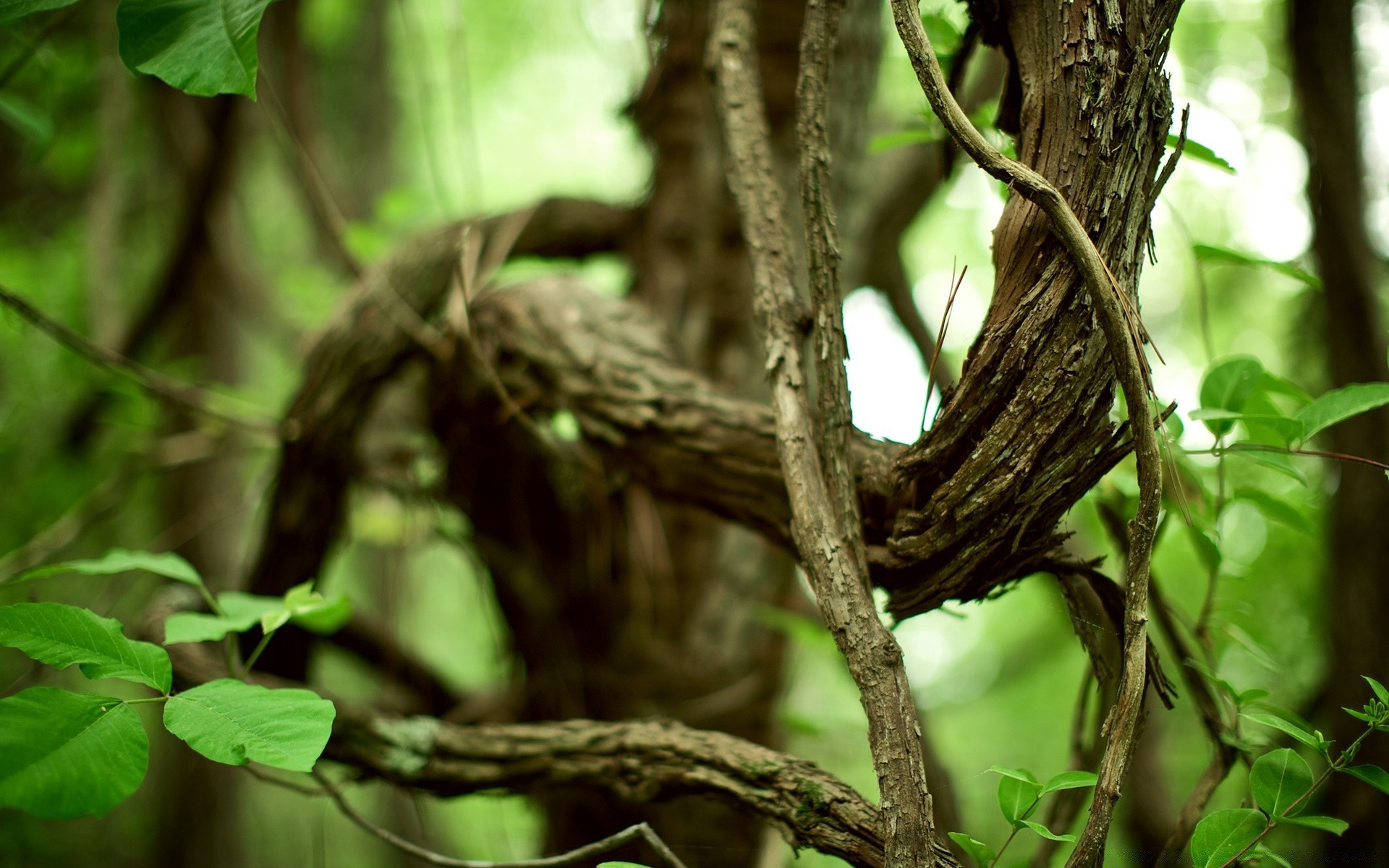 piante albero natura foglia di legno uccello della fauna selvatica all aperto nido foresta tropicale ambiente selvaggio giardino animale flora giungla tronco