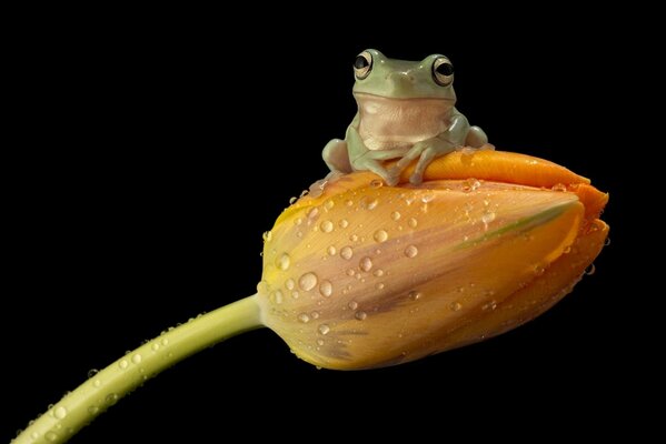Rana verde seduta su un fiore giallo