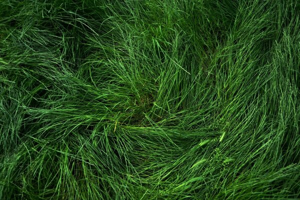 Erba verde fresca in estate