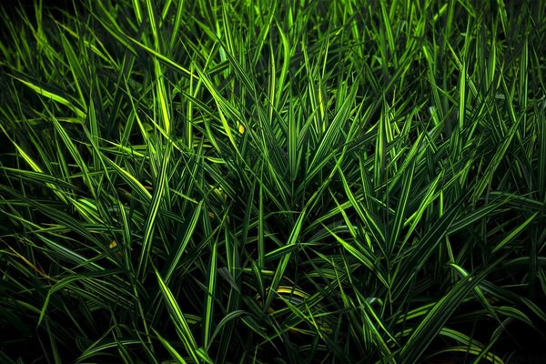 Colore verde poliedrico. Magia della natura