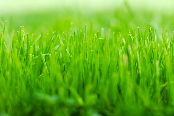 Foto di un giovane prato verde