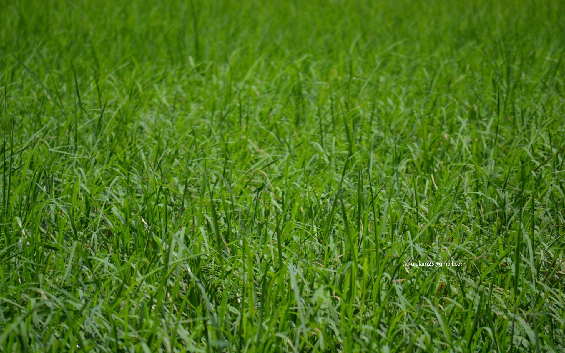 piante erba crescita campo prato lussureggiante fieno flora estate ambiente foglia pascolo tappeto erboso rurale pascolo agricoltura suolo natura lama freschezza azienda agricola