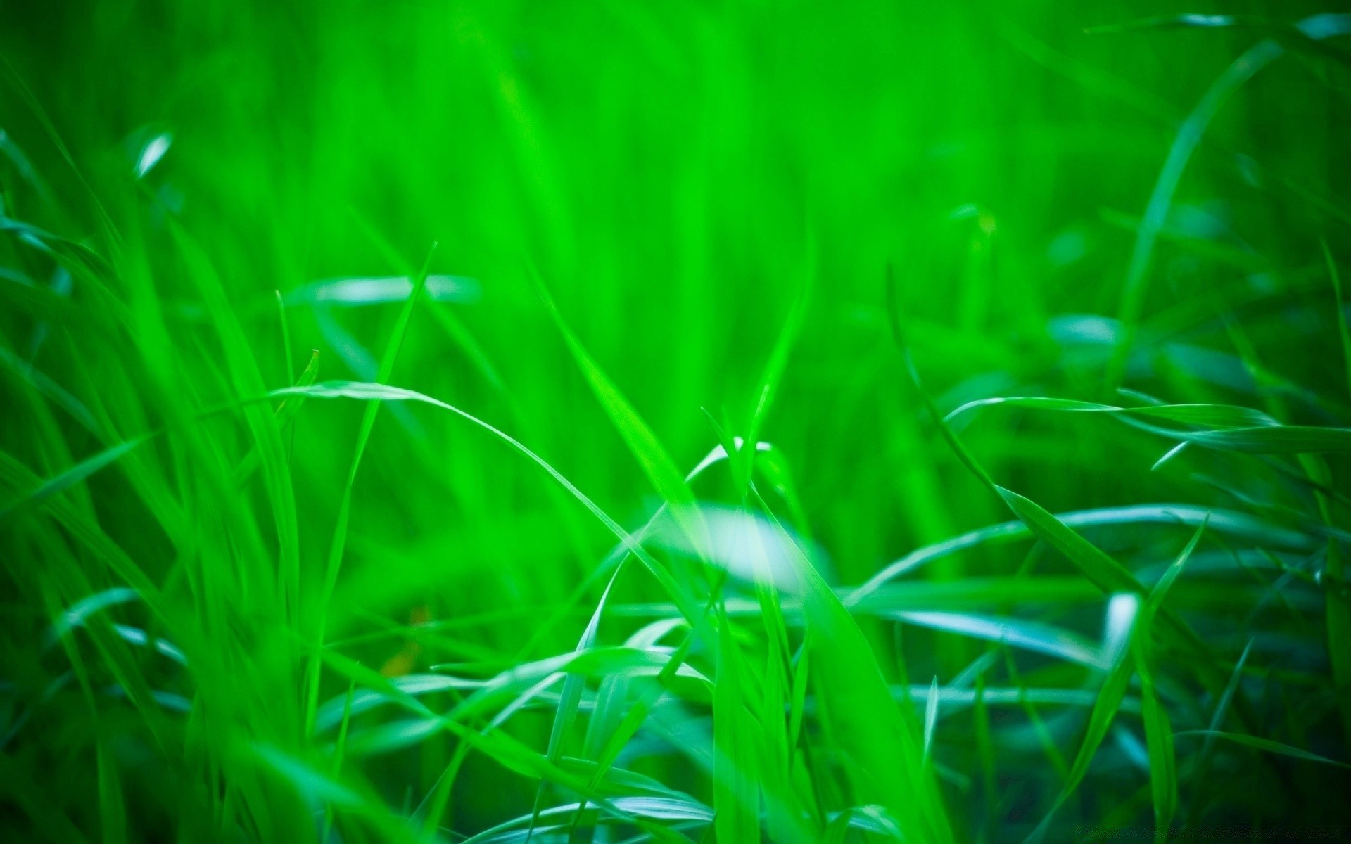 piante erba giardino prato fieno flora foglia natura crescita lussureggiante estate ambiente luce campo pioggia alba colore lama bel tempo pascolo sole