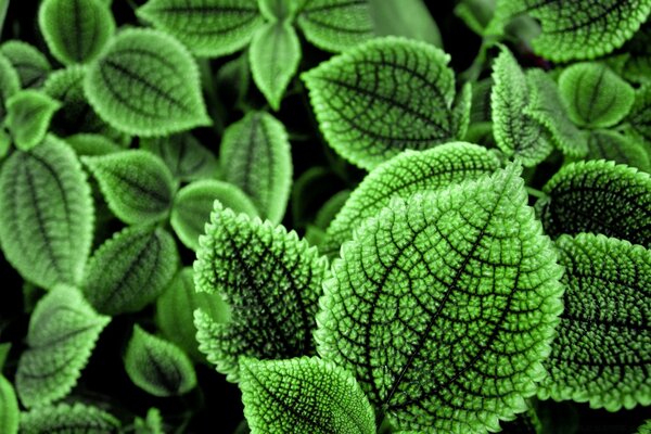 Piante mediche, flora benefica