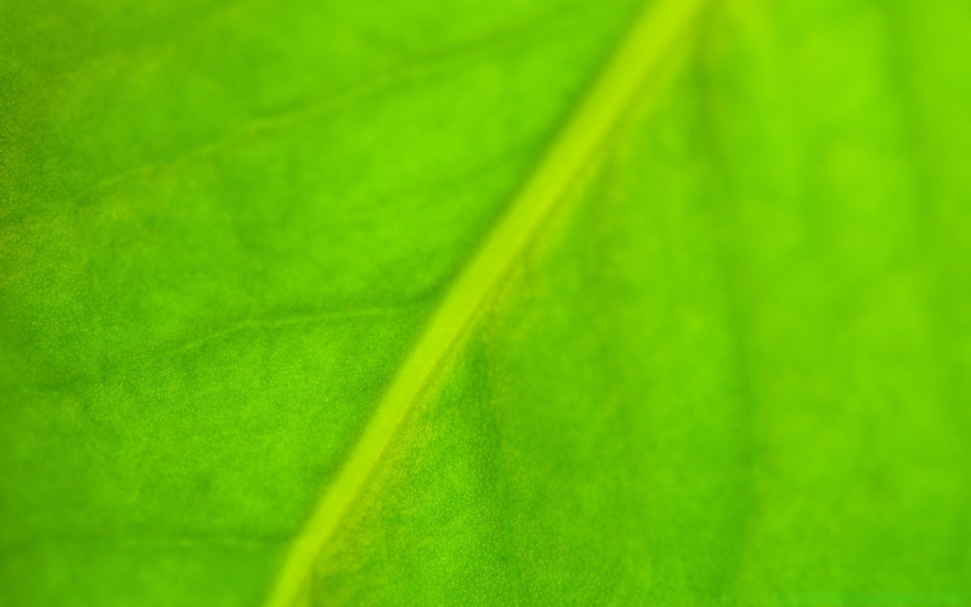 piante foglia astratto flora fotosintesi vene asimmetria struttura crescita giardino desktop artistico colore rugiada diagonale pioggia natura arte caduta luminoso