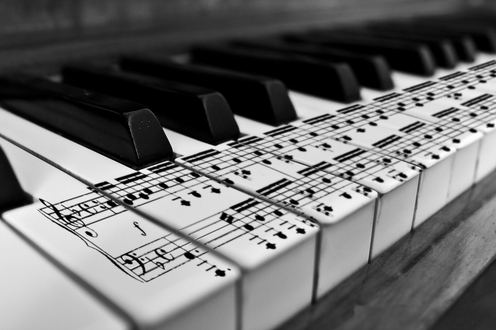 strumenti musicali pianoforte tastiera suono musica canzone strumento gatto chiave jazz ebano sintetizzatore accordo acustico nota armonia giocare ritmo musicista